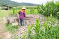 Worker working move bamboo on corn field