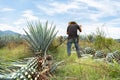 The farmer is working in the agave field in Tequila Jalisco.