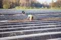 workers on asparagus field Royalty Free Stock Photo