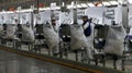 Workers assemble a car on assembly line in car factory