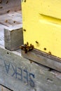 Workers bees hard at work collecting honey