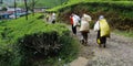 Workers, carrying bag of tea leaves