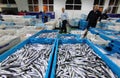 Workers checking cargo on fish market