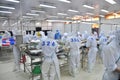 Workers are classifying octopus for exporting in a seafood processing factory Royalty Free Stock Photo