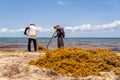 Workers cleaning sargassum algae on tropical shore