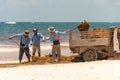 Workers cleaning Sargassum seaweed from the beach