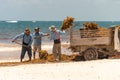 Workers cleaning Sargassum seaweed from the beach