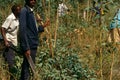 Workers clearing agricultural land in Rwanda.