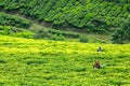 Workers collecting tea leaves on green plantations fields, Munnar, Kerala, south India Royalty Free Stock Photo