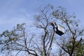 Workers cut, prune and trim narra tree branches with chainsaw using telehandler with bucket in front cathedral Royalty Free Stock Photo