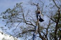 Workers cut, prune and trim narra tree branches with chainsaw using telehandler with bucket in front cathedral Royalty Free Stock Photo