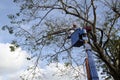 Workers cut, prune and trim narra tree branches with chainsaw using telehandler with bucket in front cathedral Royalty Free Stock Photo