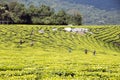 Workers cutting tea leaves in plantation in Mufindi Highlands, Tanzania.