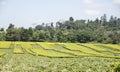 Workers cutting tea leaves in plantation in Mufindi Highlands, Tanzania.