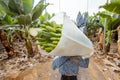 Harvesting on the banana plantation Royalty Free Stock Photo