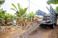 Harvesting on the banana plantation Royalty Free Stock Photo