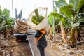 Harvesting on the banana plantation Royalty Free Stock Photo