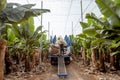 Harvesting on the banana plantation Royalty Free Stock Photo