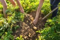 Workers digging up fresh potatoes