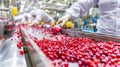 Workers dressed in white uniforms are sorting red cherries on a conveyor belt a food processing line in an industrial setting Royalty Free Stock Photo