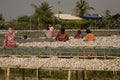 Workers drying fish in a fish drying facility at Frezargunj, West Bengal, India Royalty Free Stock Photo