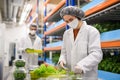 Workers with face mask on aquaponic farm, sustainable business and coronavirus. Royalty Free Stock Photo