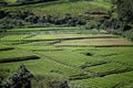 Workers Farmer Watering and Cultivate Rice Field Royalty Free Stock Photo