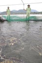 Workers are feeding the farming sturgeon fish in cage culture in Tuyen Lam lake
