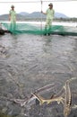 Workers are feeding the farming sturgeon fish in cage culture in Tuyen Lam lake