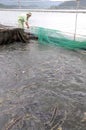 Workers are feeding the farming sturgeon fish in cage culture in Tuyen Lam lake
