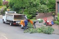 Workers are felling a tree and use the wood chipper, Netherlands