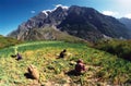 Workers in field, Himalayas Royalty Free Stock Photo