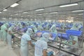 Workers are filleting of pangasius catfish in a seafood processing plant in An Giang, a province in the Mekong delta of Vietnam