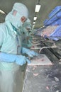 Workers are filleting of pangasius catfish in a seafood processing plant in An Giang, a province in the Mekong delta of Vietnam