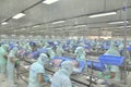 Workers are filleting of pangasius catfish in a seafood processing plant in An Giang, a province in the Mekong delta of Vietnam