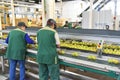 Workers in a food factory packaging pears for resale in supermarkets