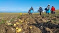 Workers go to eat after work, Farm Workers Harvest Potatoes. Royalty Free Stock Photo