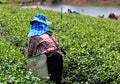 Workers in a green field harvesting the green tea Royalty Free Stock Photo