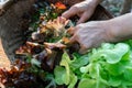 Workers hand picking organic vegetables