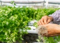 Workers hand picking organic vegetables