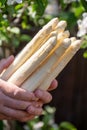 Workers hands with new harvest of high quality big Dutch washed white asparagus vegetables on farm