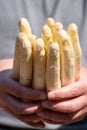 Workers hands with new harvest of high quality big Dutch washed white asparagus vegetables on farm