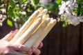 Workers hands with new harvest of high quality big Dutch washed white asparagus vegetables on farm