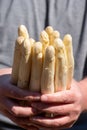 Workers hands with new harvest of high quality big Dutch washed white asparagus vegetables on farm