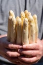 Workers hands with new harvest of high quality big Dutch washed white asparagus vegetables on farm