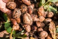 Workers hands picking nuts, colored by the peel