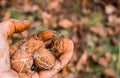 Workers hands picking nuts, colored by the peel