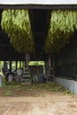 Workers hanging tobacco Royalty Free Stock Photo