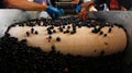 Handpick grapes selection in a cellar in the island of mallorca Royalty Free Stock Photo