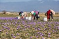 Workers harvesting crocus in a saffron field at autumn